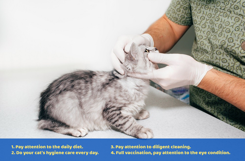 Why do cats have tear stains? How to properly treat and prevent tear stains? FENGLE